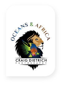 Oceans and Africa ~ Craig Dietrich Photography