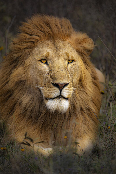 HANDSOME KING