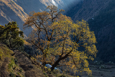 NEPALI TREE