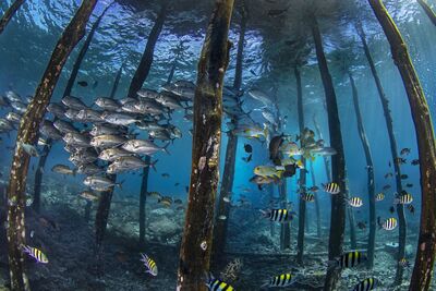 OCEAN PILLARS